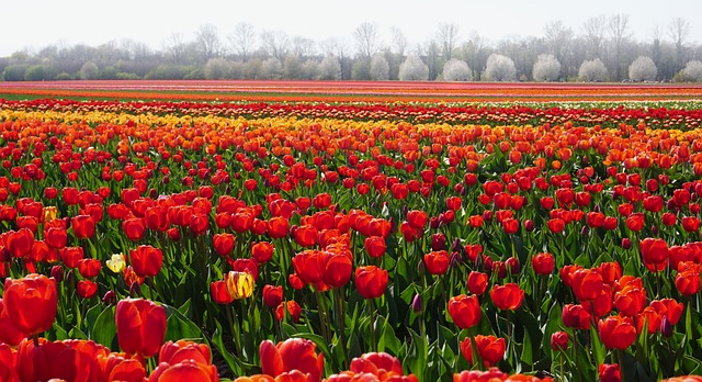 Fra plantning til blomstring: Sådan dyrker du de smukkeste tulipanløg